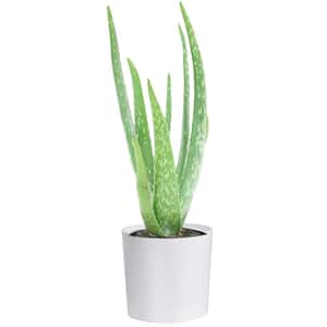Aloe Vera Indoor Plant in 4 in. Decor Planter, Avg. Shipping Height 7 in. Tall