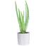 https://images.thdstatic.com/productImages/ef98a92d-9331-4489-ad13-d7c3851d07d5/svn/costa-farms-succulent-plants-co-av04-3-bam-64_65.jpg