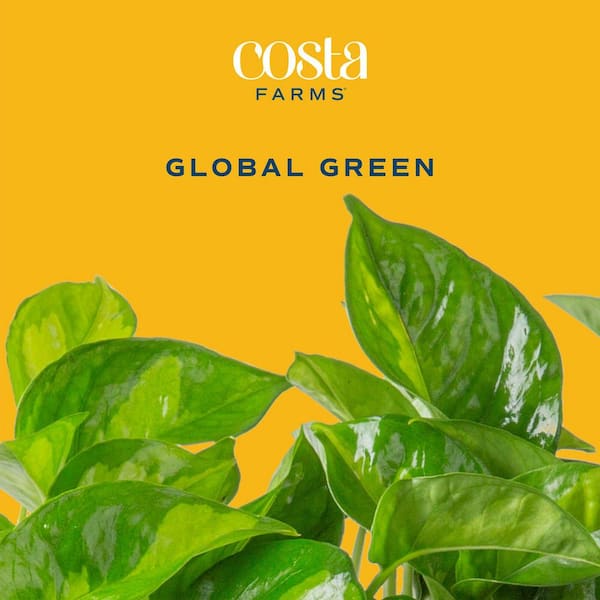 Costa Farms Global Green Pothos Indoor Plant in 6 in. Self-Watering Planter, Avg. Shipping Height 1-2 ft. Tall