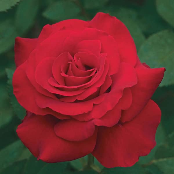 Gardens Alive! Let Freedom Ring Hybrid Tea Rose, Dormant Bare Root Plant, 1-Pack