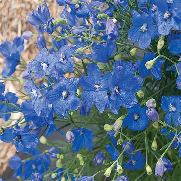 METROLINA GREENHOUSES #5 1 Qt. Summer Nights Blue and Purple Larkspur Plant