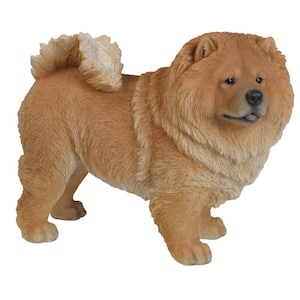 Chow Chow Standing