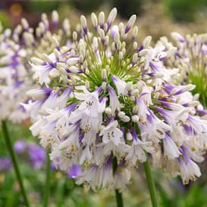 2.5 qt. Ever Twilight Agapanthus with Reblooming White and Violet Blue Flower Clusters