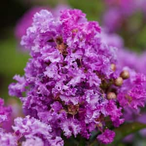 3 Gal. Purple Magic Crape Myrtle Flowering Shrub with Purple Flowers