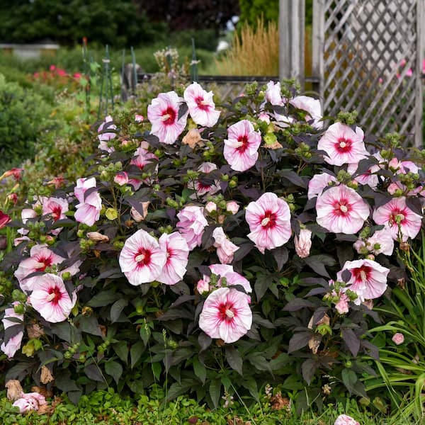 Proven Winners 2 Gal. Summerific Cherry Choco Latte Rose Mallow