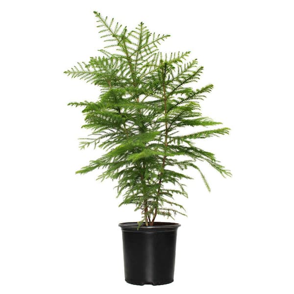 9 in. Norfolk Pine Holiday Shrub Plant in Deco Planter