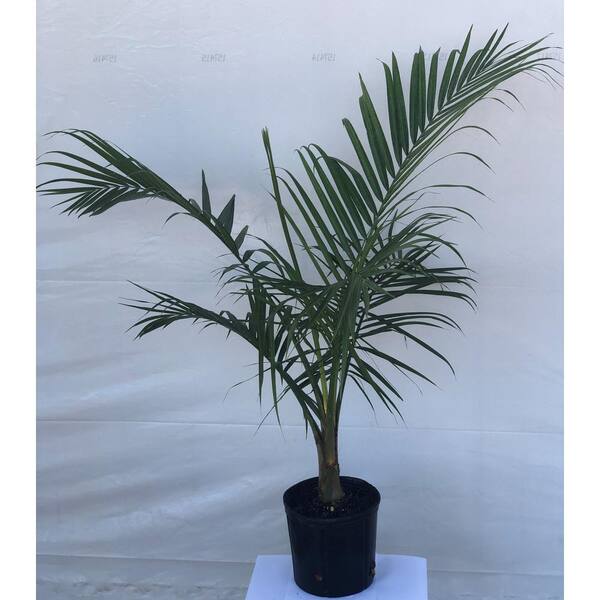 Unbranded 2.33 Gal. Majesty Palm Plant in Grower Pot