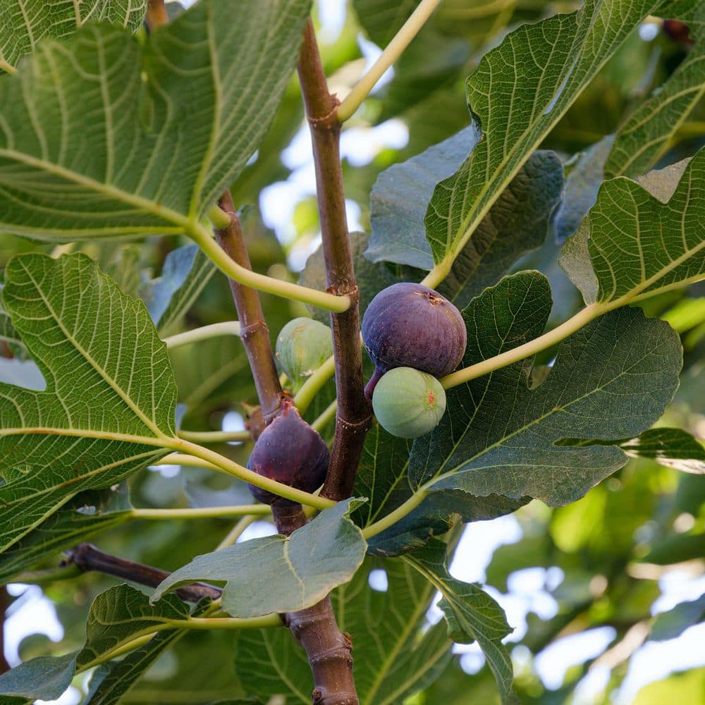 2.25 Gal. Brown Turkey Fig Plant price history on PriceWatchPro