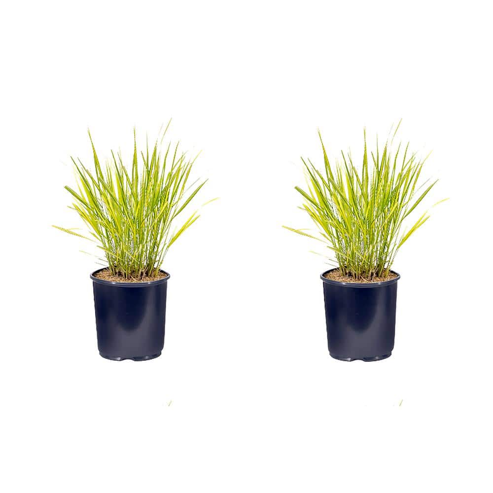2.5 qt. Calamagrostis A El Dorado Perennial Plant with No Flowers - (2-Pack