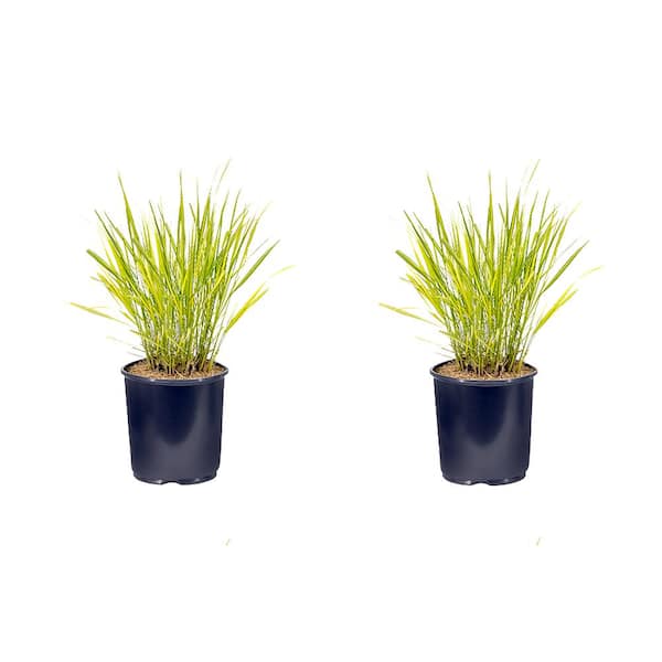 Unbranded 2.5 qt. Calamagrostis A El Dorado Perennial Plant with No Flowers - (2-Pack)