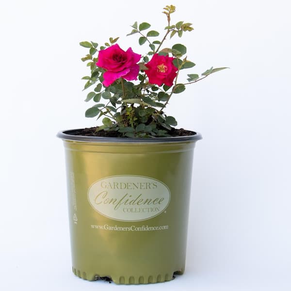 Vigoro 2 Gal. Echo Brindabella Roses Purple Prince Plant with Fragrant Double Purple Flowers