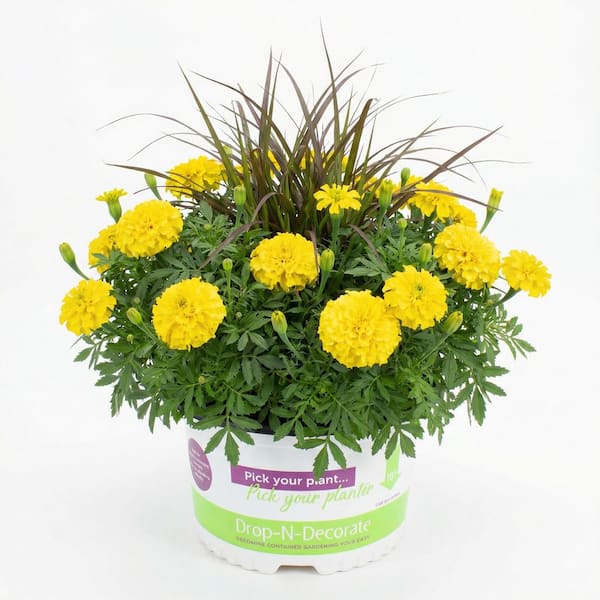10 in. Drop N Decorate Pot Marigold/Grass Plant (1 Plant)