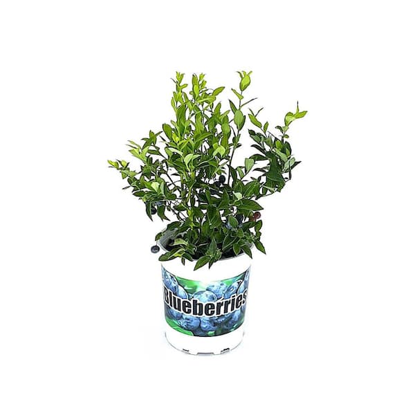 2.5 qt. Bluecrop Blueberry Live Plant with Large Classically Sweet and Firm Berries 1 each
