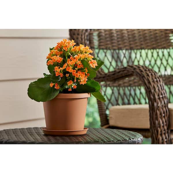 Vigoro Antonella Small Clay Plastic Planter with Drainage Hole (6