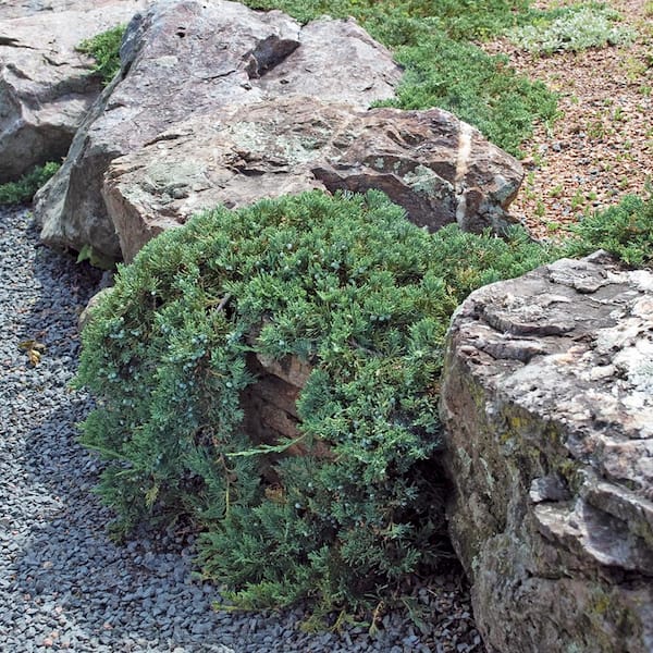 Cottage Gardens 2 Gal. Juniper Blue Rug Wiltoni Shrub