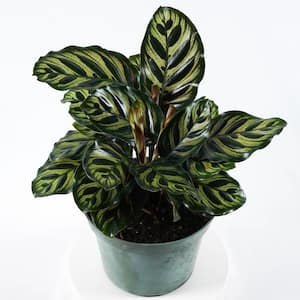 Peacock Calathea (Makoyana) Live Plant in 6 in. White Contemporary Planter with Built-In Saucer