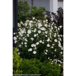 1 Gal. White Chiffon Rose of Sharon (Hibiscus) Live Shrub, White Flowers