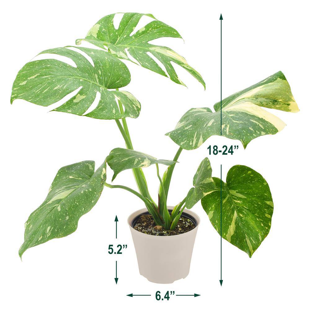 6-inch Monstera Thai Constellation in Beige Plastic Planter