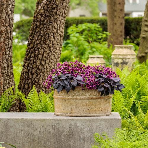 1 Pt. Accent Ipomoea Sweet Potato Vine Black Annual Plant (6-Pack)
