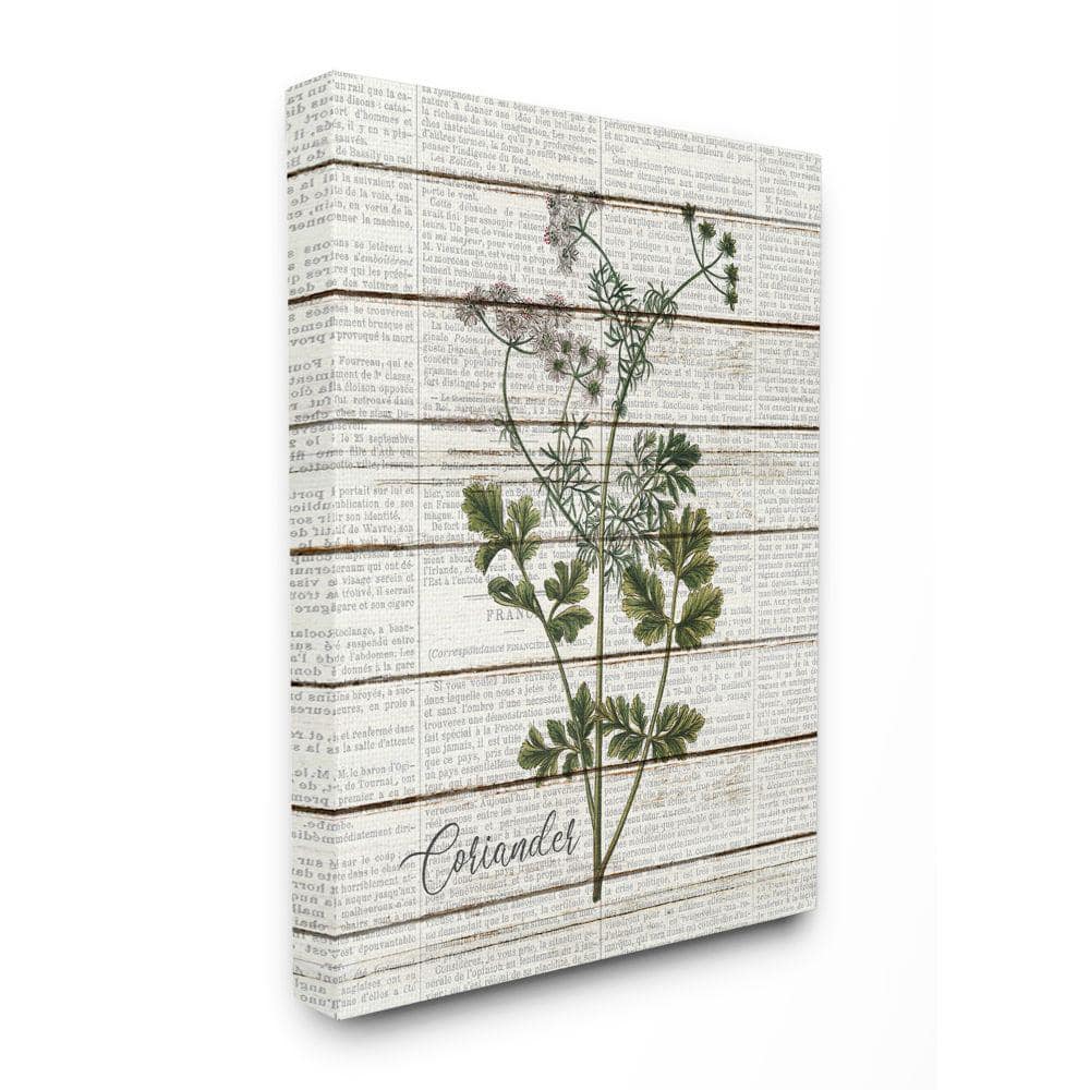 Stupell Industries 16 in. x 20 in. ""Coriander Vintage Herb Kitchen Dining Room Word Collage"" by Kimberly Allen Canvas Wall Art, Multi-Colored -  kwp-2102cn16x20