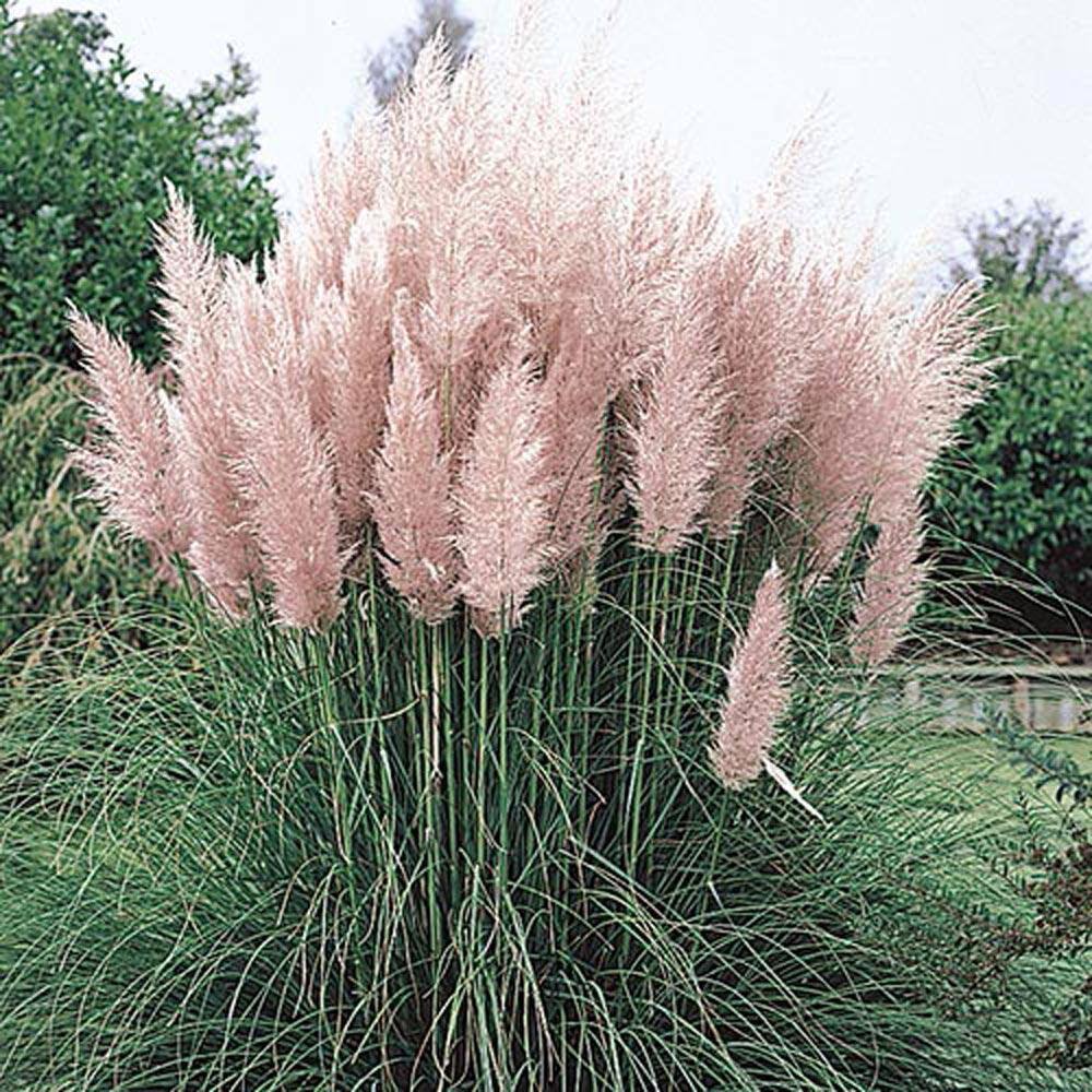 Pink Pampas Ornamental Grass Perennial Starter Plant (1-Pack) price history on PriceWatchPro