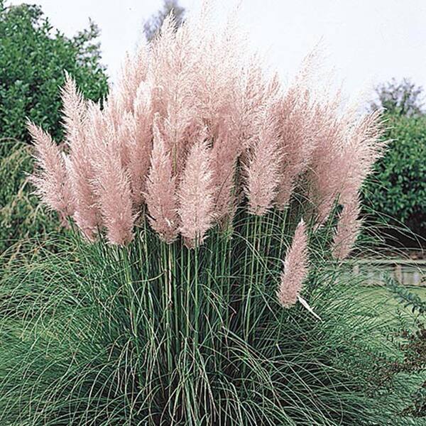 Spring Hill Nurseries 3 in. Pot Pink Pampas Grass (Cortaderia), Live Perennial Plant, Pink-White Plumes (1-Pack)