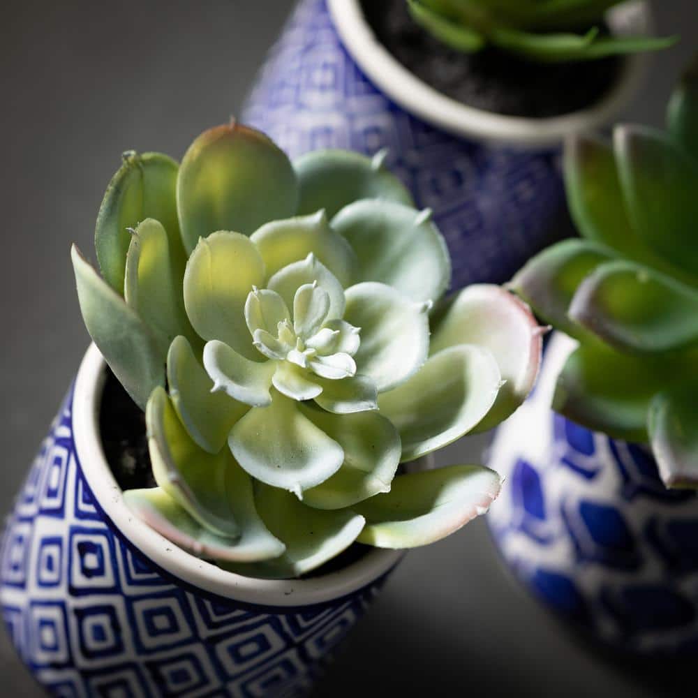 Spring Essence Trio of Artful Succulents in Patterned Pots