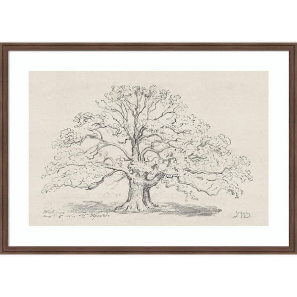 Florence "Mr Howards Large Oak" by Nostalgia Prints Trees Framed Art Print 30 in. x 42 in.