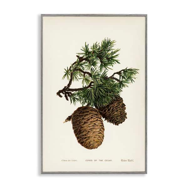 Stupell Industries Cedar Tree Pinecones by Tina Higgins Designs, Inc. Gray Framed Nature Giclee Art Print 24 in. x 16 in.