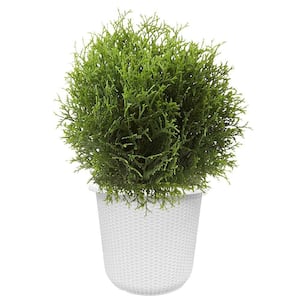 FIRST EDITIONS 2 Gal. Planet Earth Arborvitae Evergreen Shrub with
