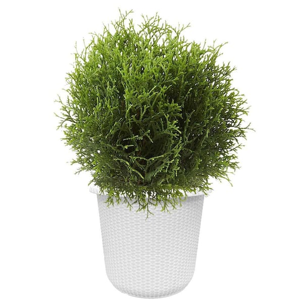 FIRST EDITIONS 2 Gal. Planet Earth Arborvitae Shrub with Evergreen