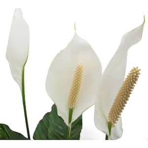 Spathiphyllum Sweet Pablo Indoor Peace Lily in 9.25 in. Grower Pot, Avg. Shipping Height 2-3 ft. Tall