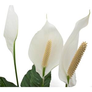 Spathiphyllum Sweet Pablo in 9.25 in. Grower Pot