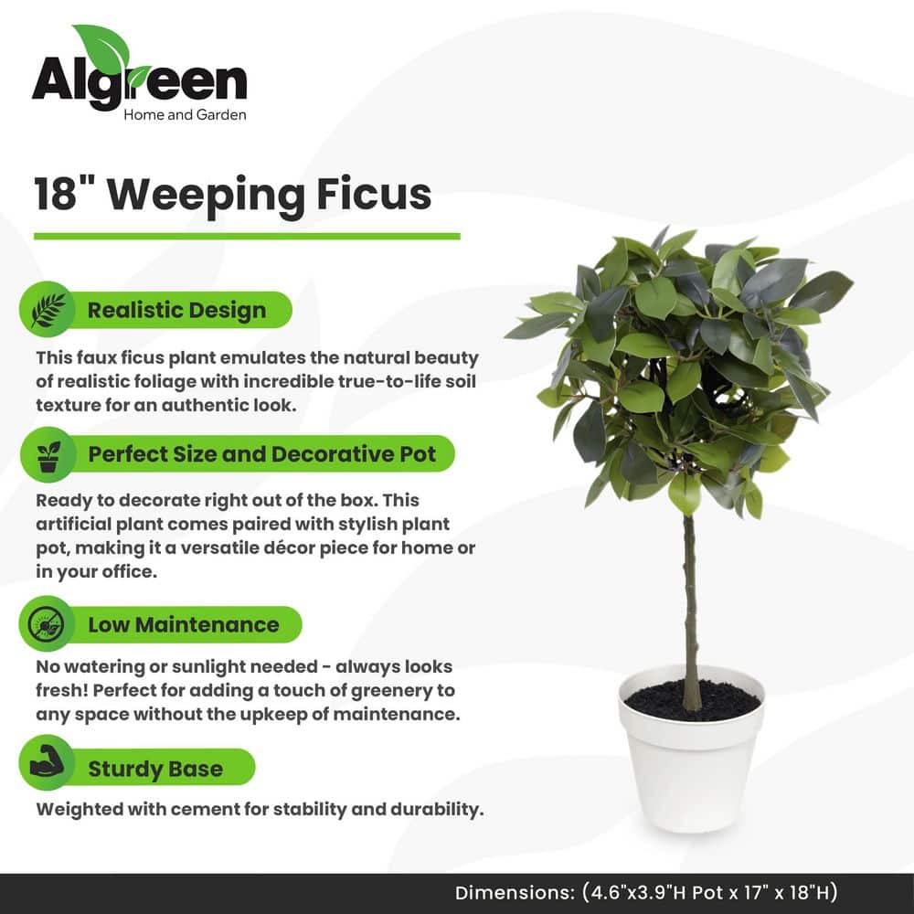 18" Silk Weeping Ficus in White Plastic Pot