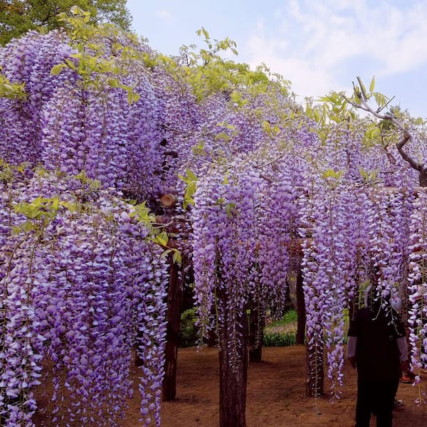 national PLANT NETWORK 3 gal. Wisteria Lavender Falls Perennial Plant  HD2914 - The Home Depot