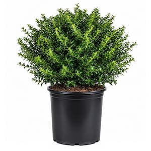 2.5 Gal - Soft Touch Holly(Ilex), Live Evergreen Shrub, Finely Textured Green Foliage