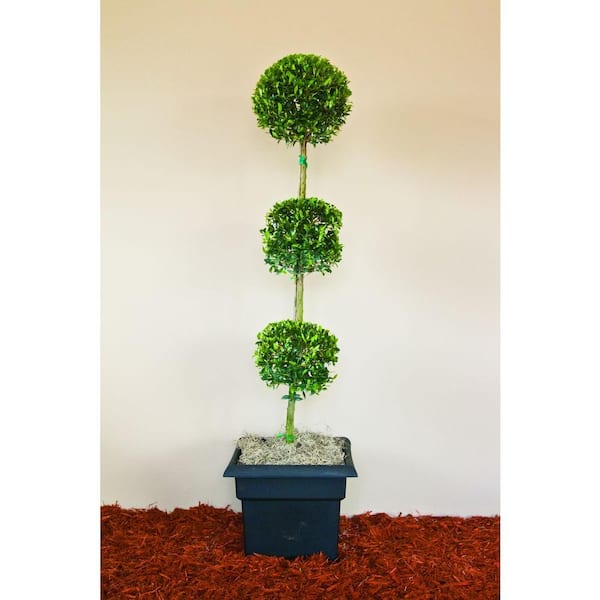 Unbranded 8.7 l 3-Tier Md Eugenia Shrub Globulus