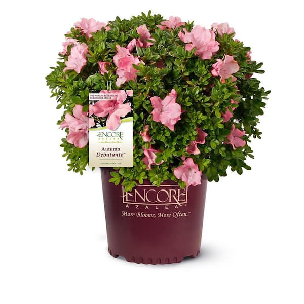 ENCORE AZALEA 3 Gal. Autumn Debutante Azalea Shrub with Large Delicate Pink Flowers