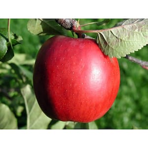Dwarf Red Delicious Apple Tree Bare Root