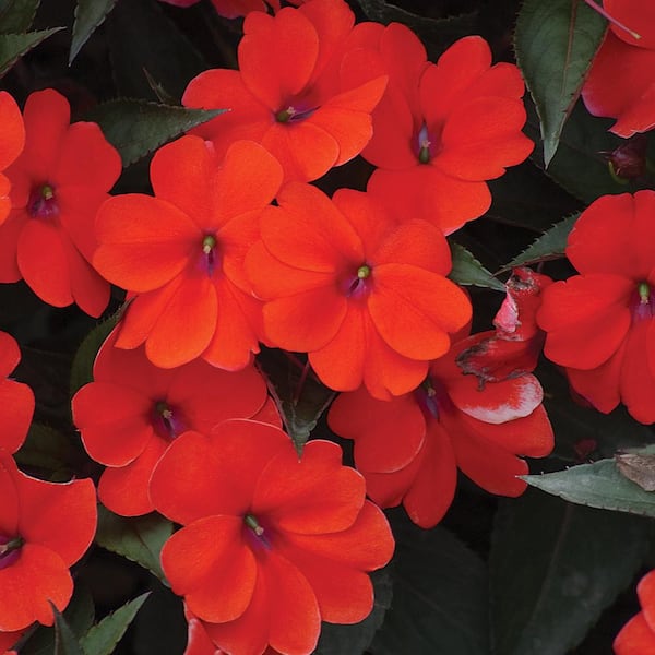 SunPatiens 2.5 Qt. #1 Compact Orange SunPatiens Impatiens Outdoor Annual Plant with Orange Flowers