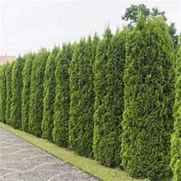 3 Gal. Thuja Arborvitae Holiday Shrub Plant in Deco Planter