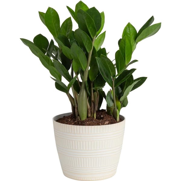 Costa Farms Zamioculcas Zamiifolia ZZ Indoor Plant in 6 in. White Cylinder Pot, Avg. Shipping Height 10 in. Tall