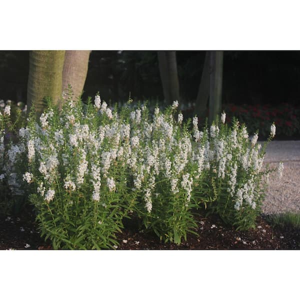 Costa Farms White Angelonia Outdoor Flowers in 1 Qt. Grower Pot, Avg. Shipping Height 1-2 ft. Tall (4-Pack)