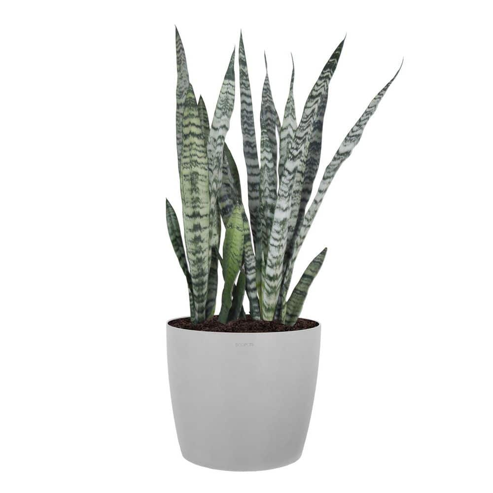 United Nursery Sansevieria Zeylanica Live Snake Plant Indoor Outdoor