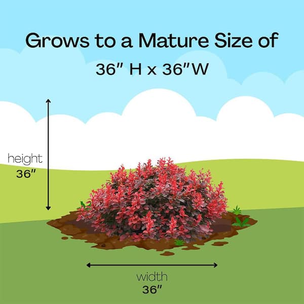 PROVEN WINNERS 2 Gal. Sunjoy Mini Maroon Barberry Shrub with Deep