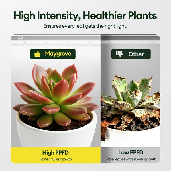 moss rose seeds Moss Rose (Portulaca) Mix Color Flower Seeds – Drought-Tolerant Blooms –  SRI SAI FORESTRY main image 0