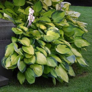 Bare Root Gold Standard Hosta Perennial Plant with Green Foliage ( 3-piece )