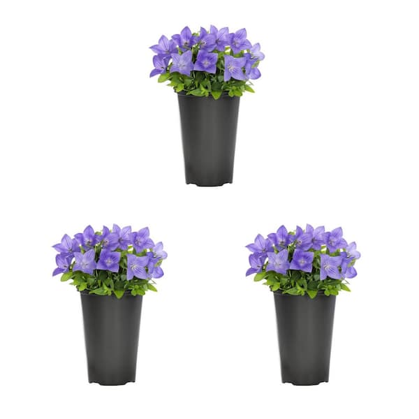 METROLINA GREENHOUSES 2 Qt. Platycodon Twinkle Blue Perennial Plant (3-Pack)