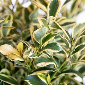 2 Gal. Romeo Variegated Cleyera Shrub with Buttery Yellow and Dark Green Leaves