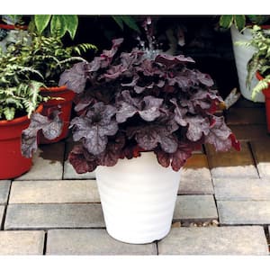 2.25 Gal. Heuchera Grande Black Perennial Plant with Black Foliage